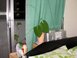 ���̖؁i�W���b�N�����j