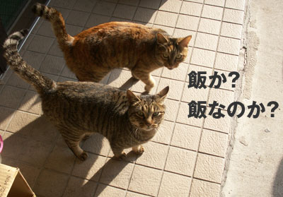 �т��H�тȂ̂��H